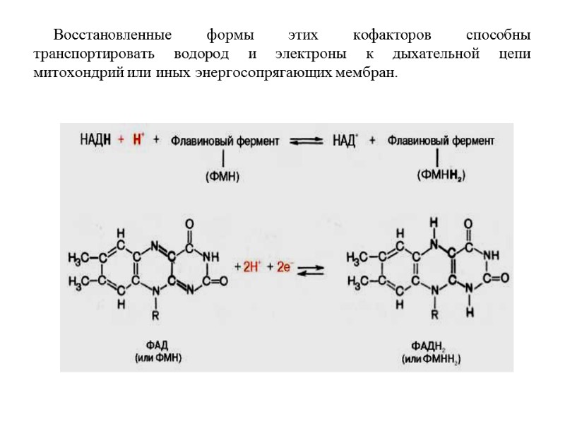 Восстановленные формы этих кофакторов способны транспортировать водород и электроны к дыхательной цепи митохондрий или Восстановленные формы этих кофакторов способны транспортировать водород и электроны к дыхательной цепи митохондрий или
